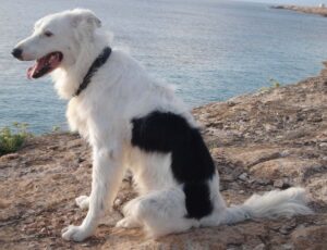 border collie el perro más inteligente