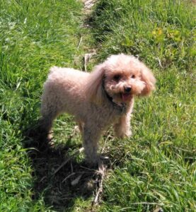 caniche segunda raza de perro más inteligente