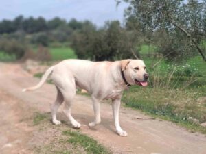 labrador retriever séptima raza de perro más inteligente labrador retriever séptima raza de perro más inteligente