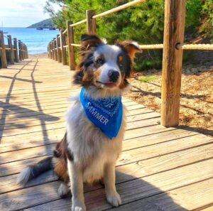 pastor australiano décima raza de perro más inteligente pastor australiano décima raza de perro más inteligente