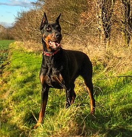 doberman pinscher quinta raza de perro más inteligente