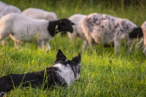 border collie perro pastor