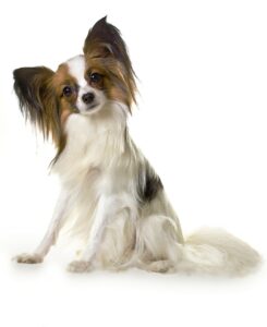 papillon octava raza de perro más inteligente papillon octava raza de perro más inteligente
